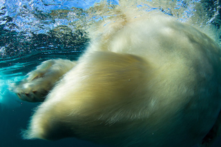 Illustration for article titled The best nature photo of the year is this badass polar bear